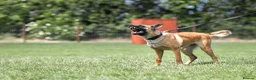 Belgian Shepherd Dog dogs for sale: KC registered Malinios bitch  - Advert 8