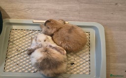 Mini Lop rabbits for sale: 4 months old adorable Mini Lops - Advert 10