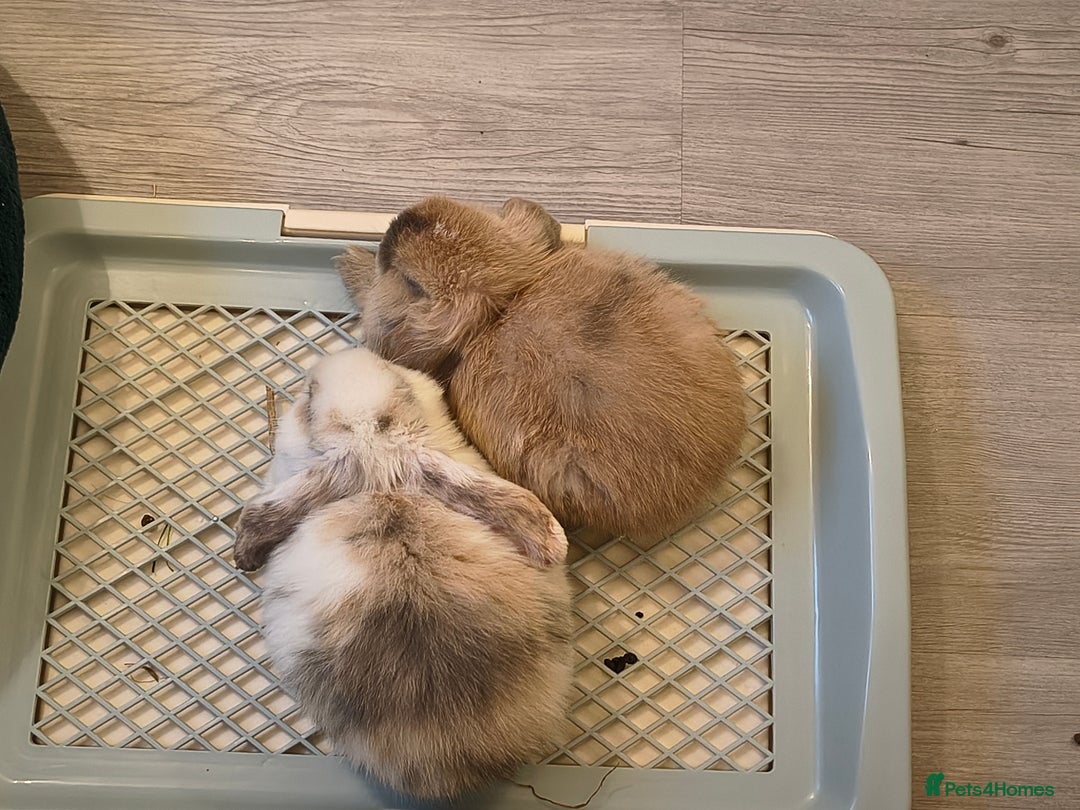 Mini Lop rabbits for sale: 4 months old adorable Mini Lops - Advert 10