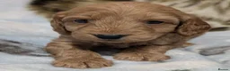 Cockapoo dogs for sale: Quality F1 Cockapoo puppies  in Ammanford - Advert 11