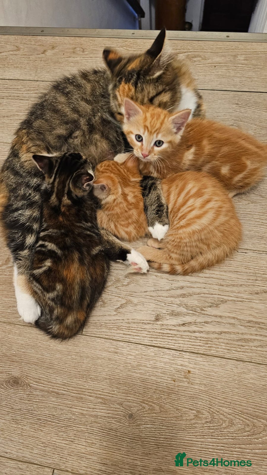 Domestic Shorthair cats for sale: All kittens now gone - Advert 2