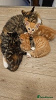 Domestic Shorthair cats 3 Adorable Kittens for Sale - Advert 4