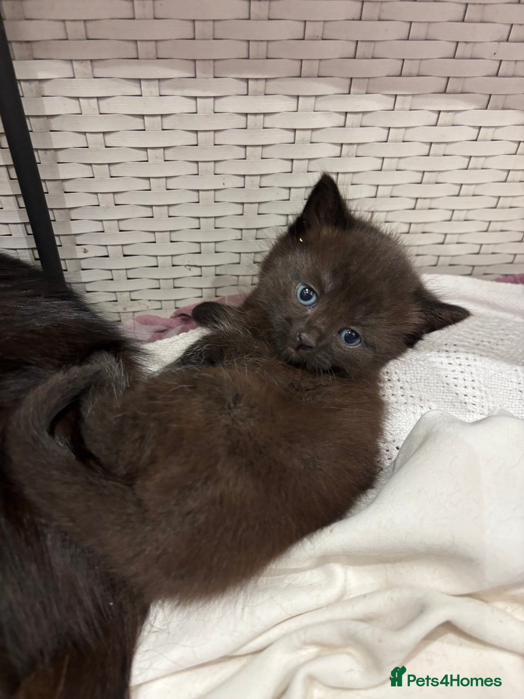 Mixed Breed cats for sale: 3 Adorable Kittens - Advert 5