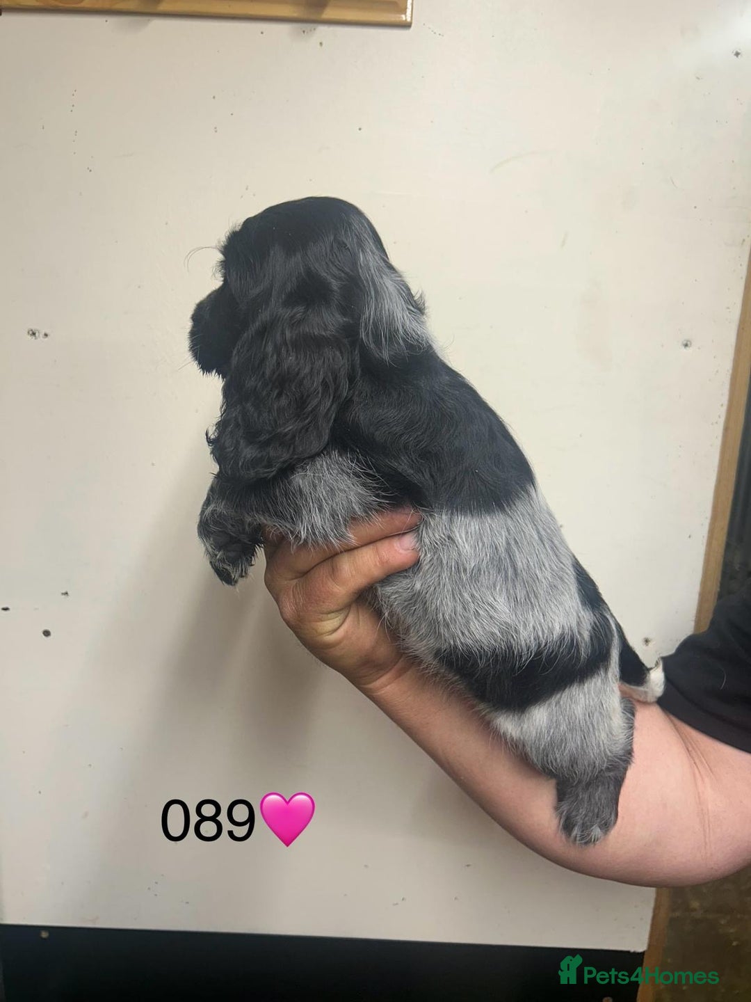 Cocker Spaniel dogs for sale: Blue Roan and Blue Roan & Tan - Image 24