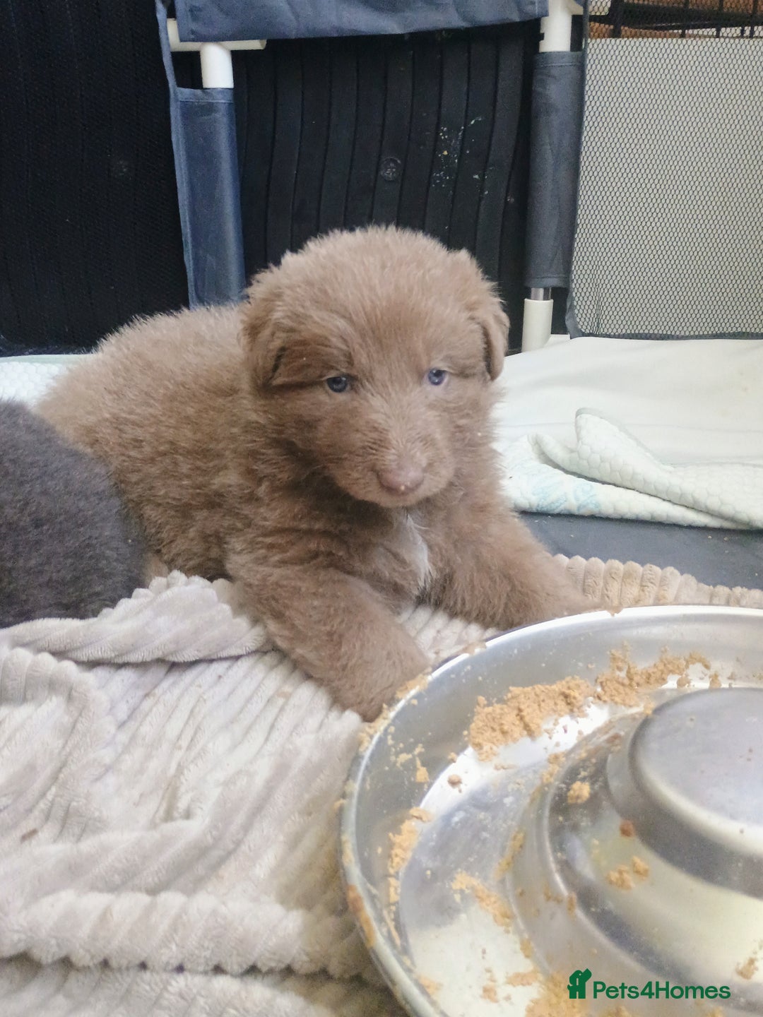 German Shepherd dogs for sale: ISABELLA GERMAN SHEPHERD 🌟 3 PUPS REMAINING 🌟 - Image 18