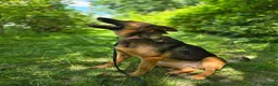 Mixed Breed dogs for adoption: ❤️ SHANNY ❤️ – WELL BALANCED, KIND AND DEVOTED  - Advert 5