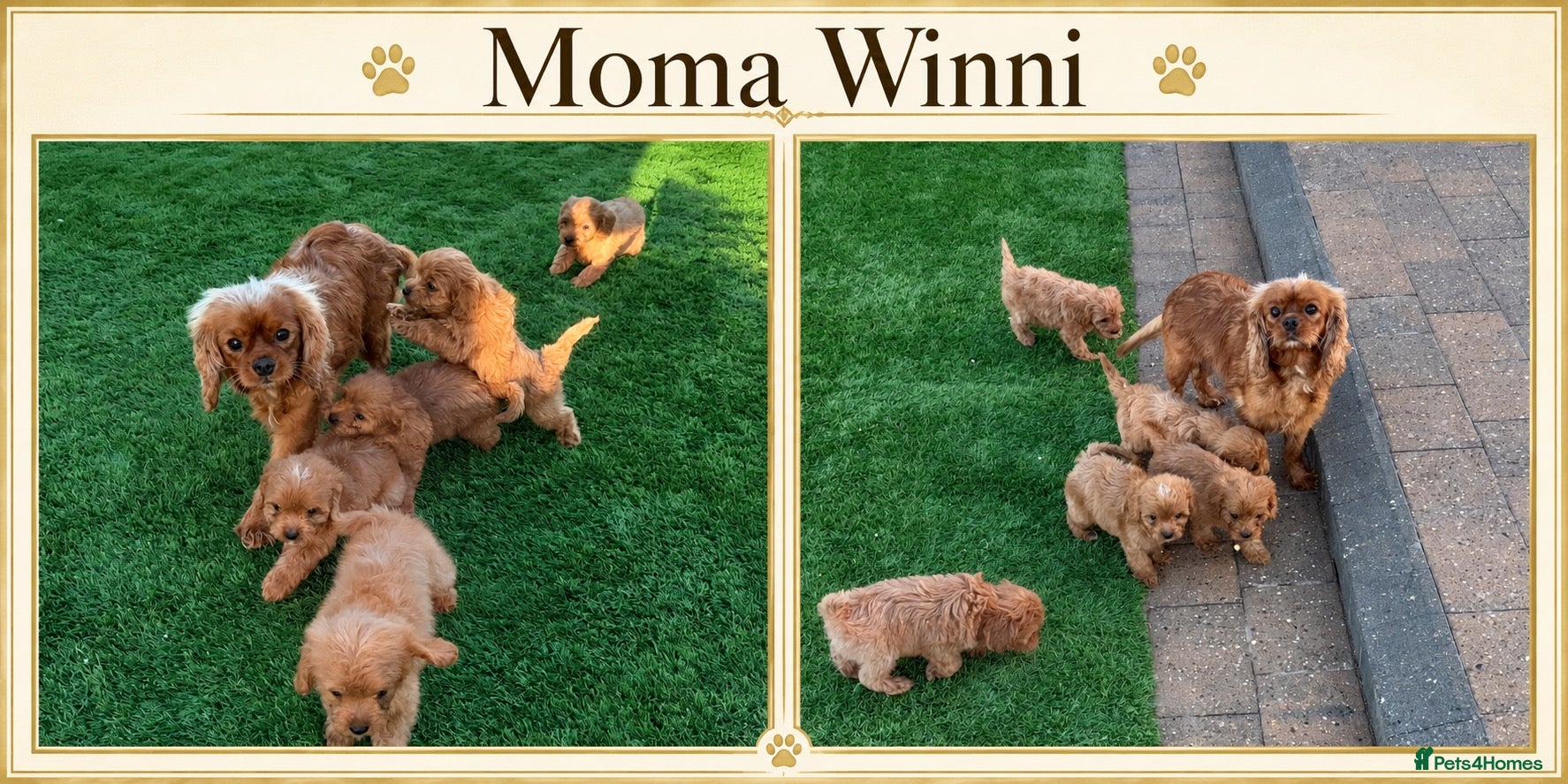 Cavapoo dogs F1 Cavapoos  - Advert 1