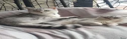Scottish Fold cats for sale: Pure bred Scottish fold - Advert 14