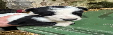 Border Collie Puppy 3