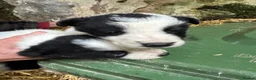 Border Collie dogs for sale: Cute border collies from Working parents - Advert 10