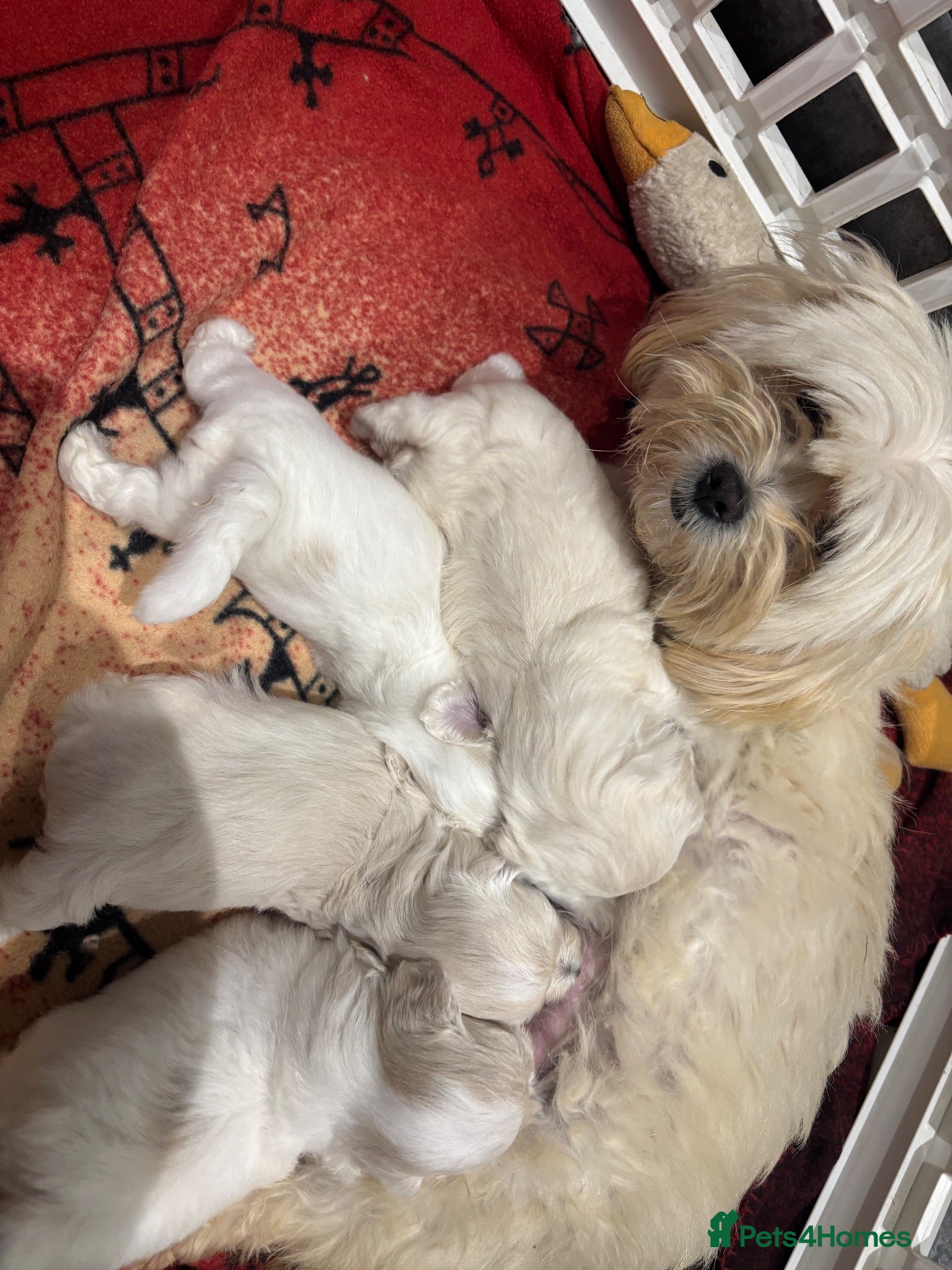 Maltipoo dogs F1 Maltipoo true miniature  - Advert 2