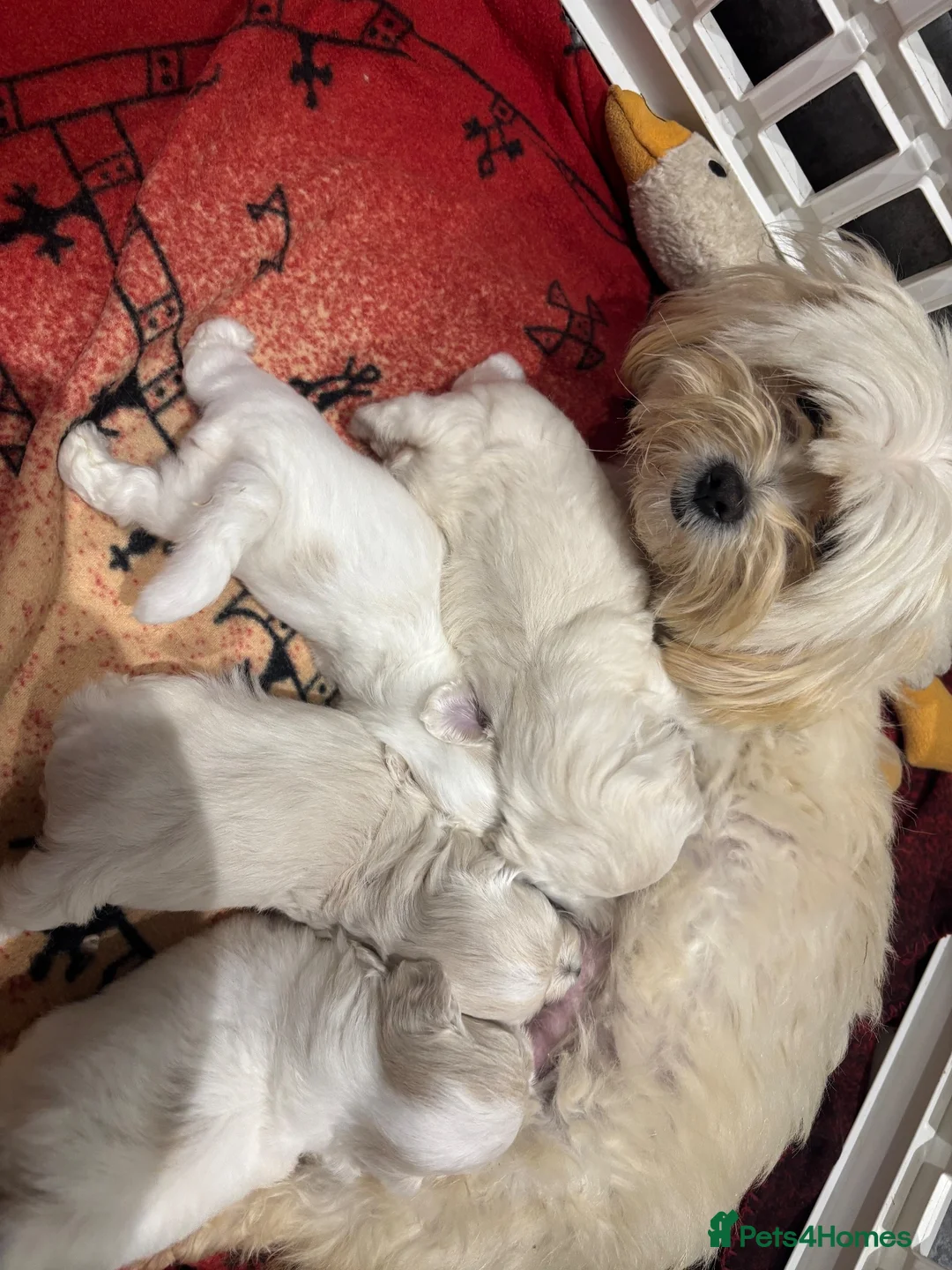 Maltipoo dogs for sale: F1 Maltipoo true miniature  - Advert 2