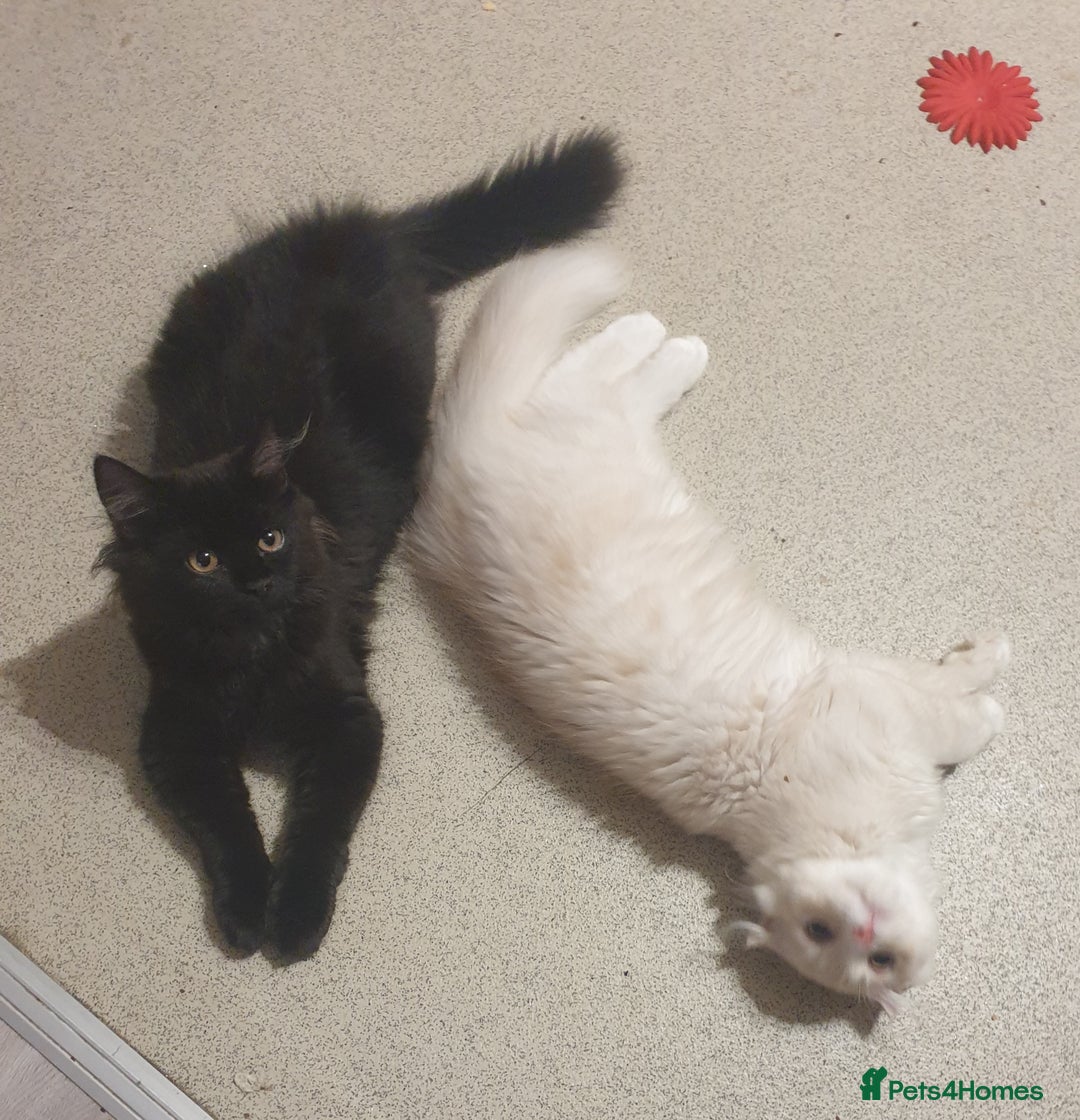 Mixed Breed cats for sale: Adorable Kittens♥️ - Image 5