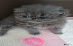 Persian cats for sale: Pure Bred Persian Babies GCCF Registered Breeder - Image 8