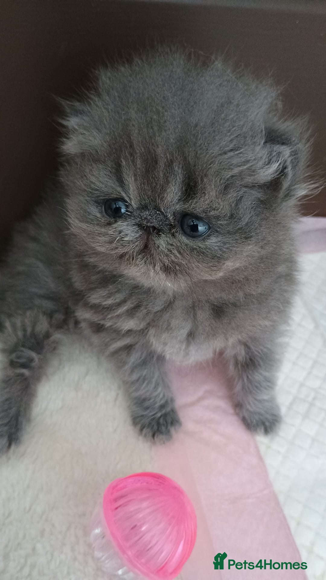Persian cats for sale: Pure Bred Persian Babies GCCF Registered Breeder - Image 8