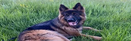 German Shepherd dogs for sale: This is boss looking for his forever home  - Advert 9