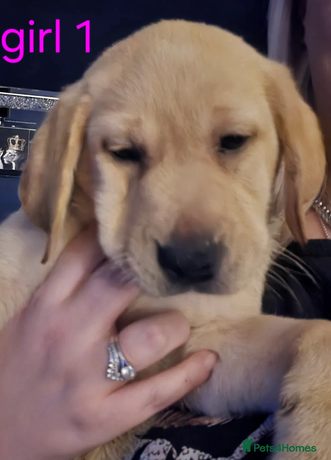 Labrador Retriever dogs for sale: 4 beautiful labrador puppies  - Advert 11