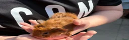 Guinea Pig rodents for sale: Guinea pigs - Advert 2