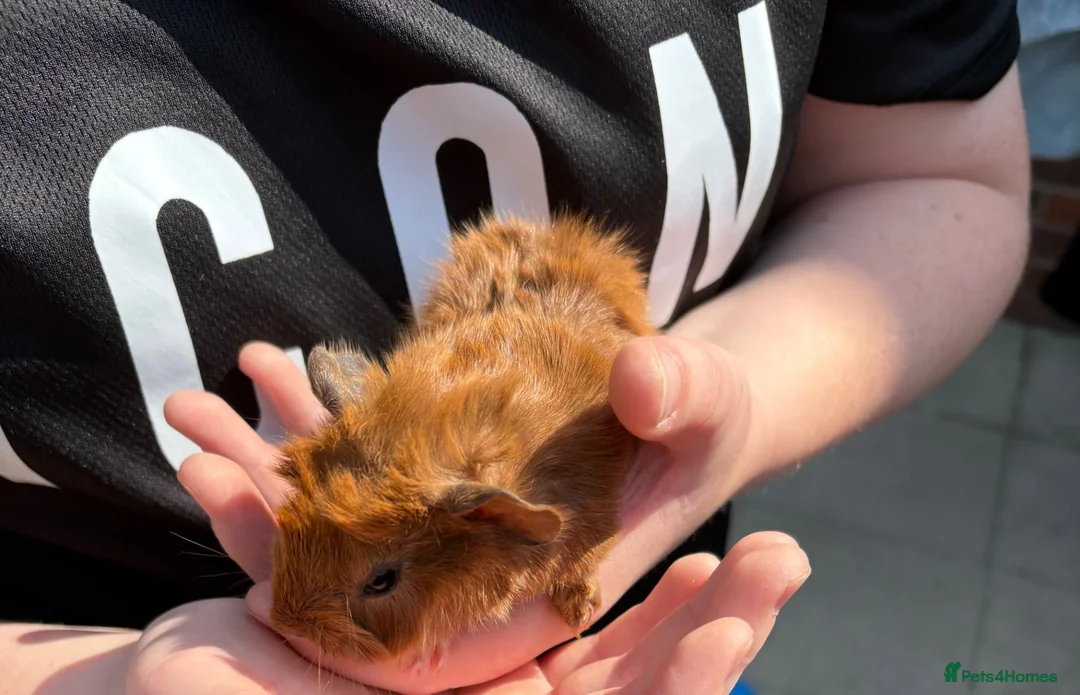 Guinea Pig rodents for sale: Guinea pigs - Advert 2