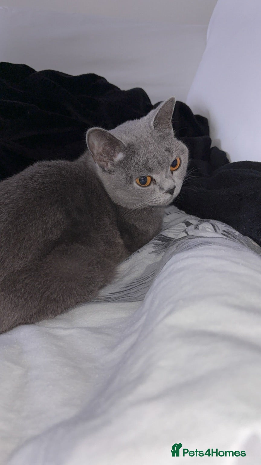 Domestic Shorthair cats Russian Blue x Domestic Shorthair Kittens - Advert 11