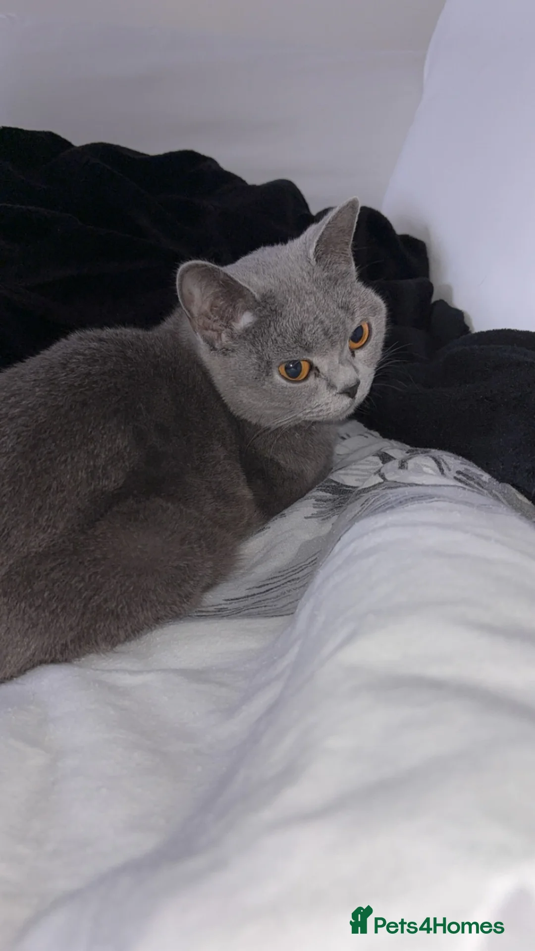 Domestic Shorthair cats for sale: Russian Blue x Domestic Shorthair Kittens - Advert 1