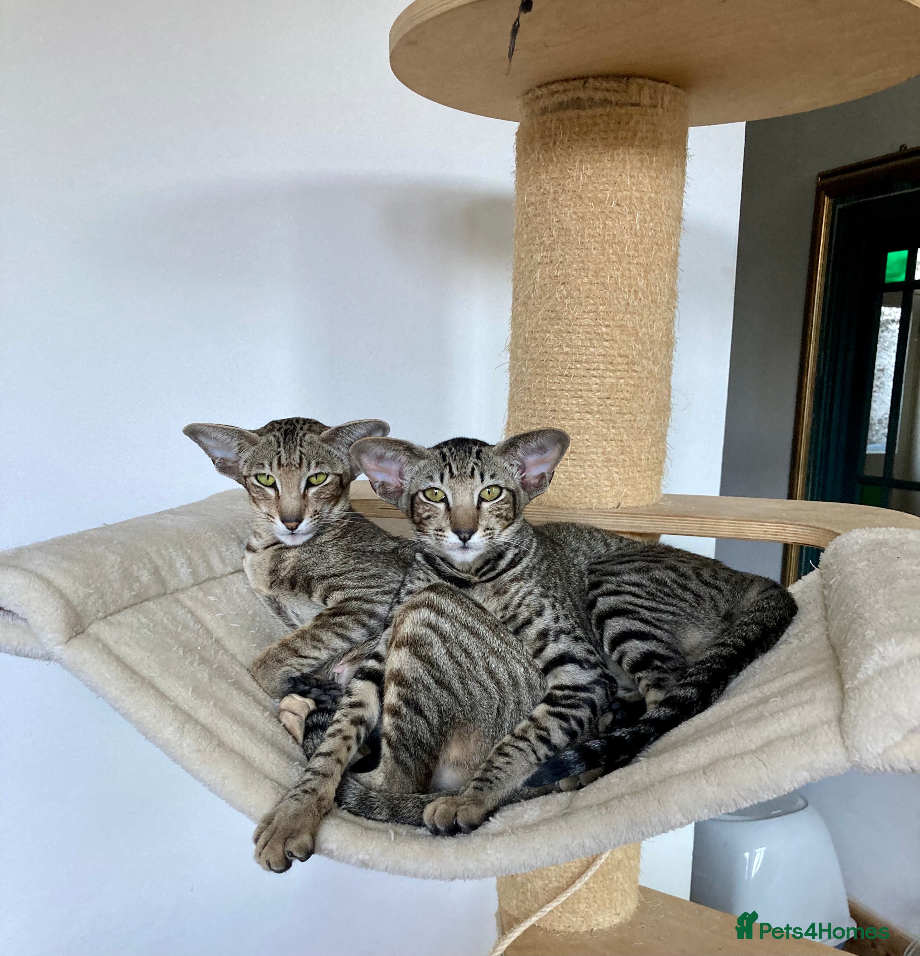 Oriental cats Black tabby adult female  - Advert 1