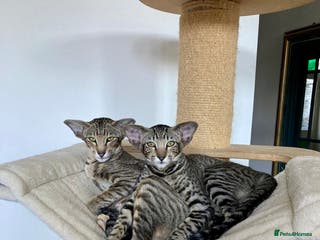 Oriental cats Black tabby adult female - Advert 5