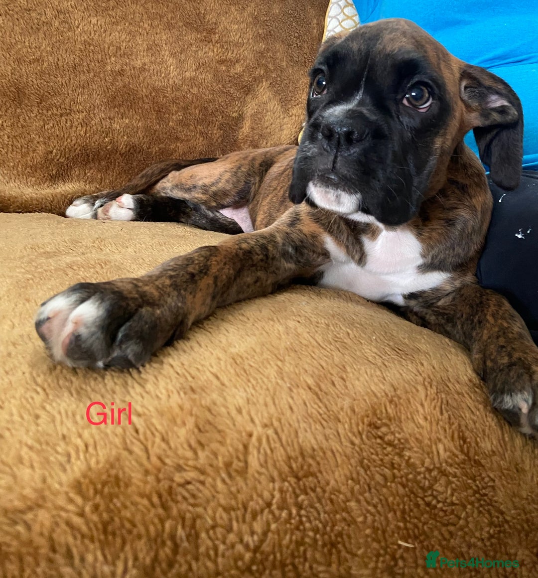 Boxer dogs for sale: KC Registered Boxer puppies  - Image 19