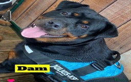 Rottweiler dogs for sale: KC Rottweiler puppies ready 16/11/25 - Image 7