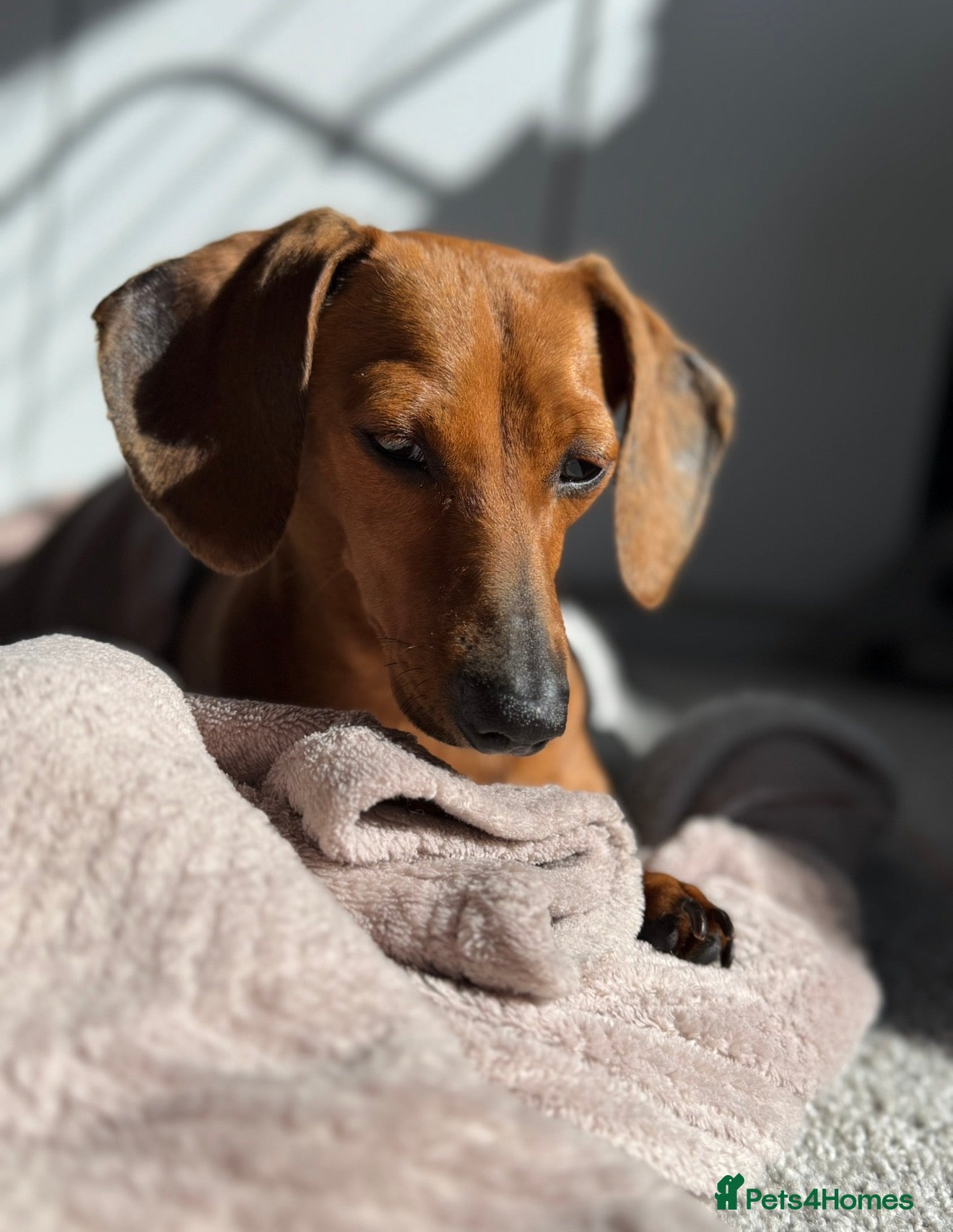 Miniature Dachshund dogs for sale: Miniature dachshunds  - must be rehomed together - Advert 5