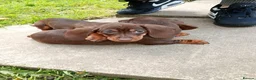 Miniature Dachshund dogs for sale: Beautiful Liter of Miniature Dachshund Puppies - Advert 14