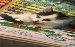 Mixed Breed cats for sale: Long hair male kitten  - Image 12