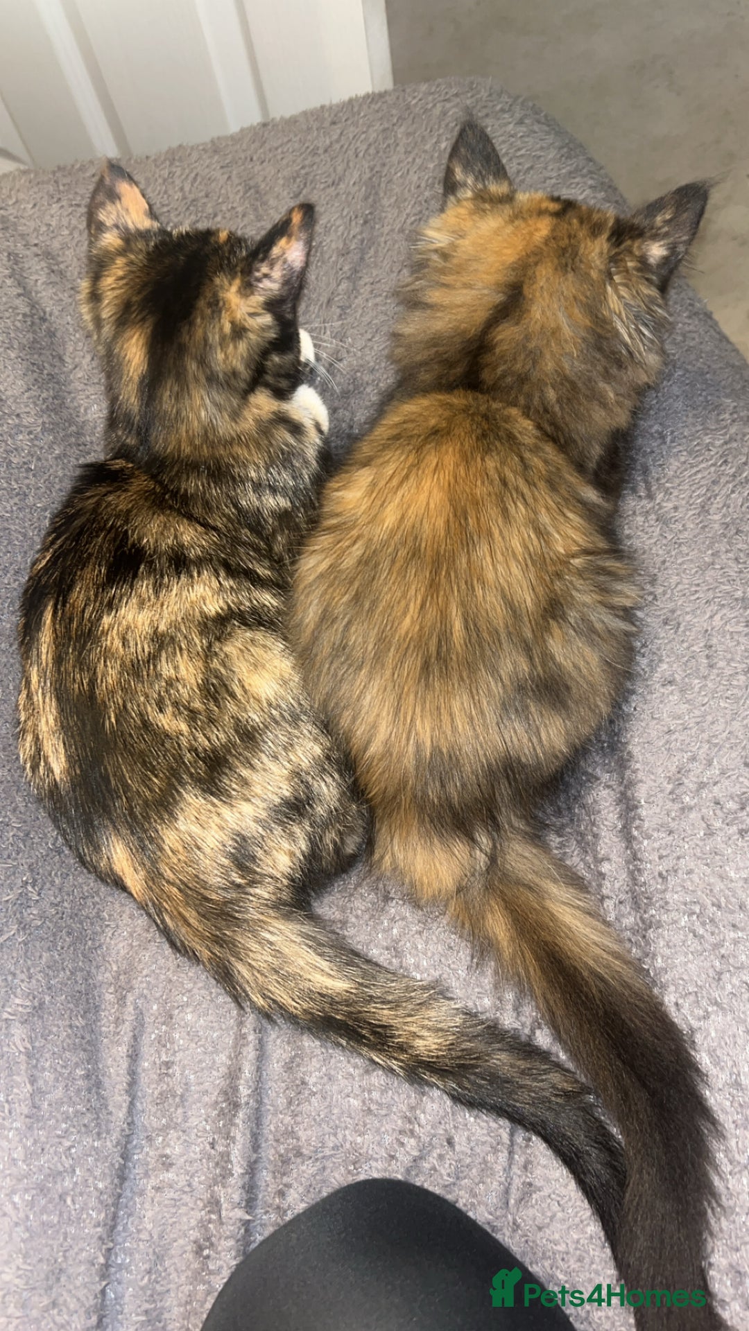 Ragdoll cats for sale: Male and female kittens 12 week old  - Image 2