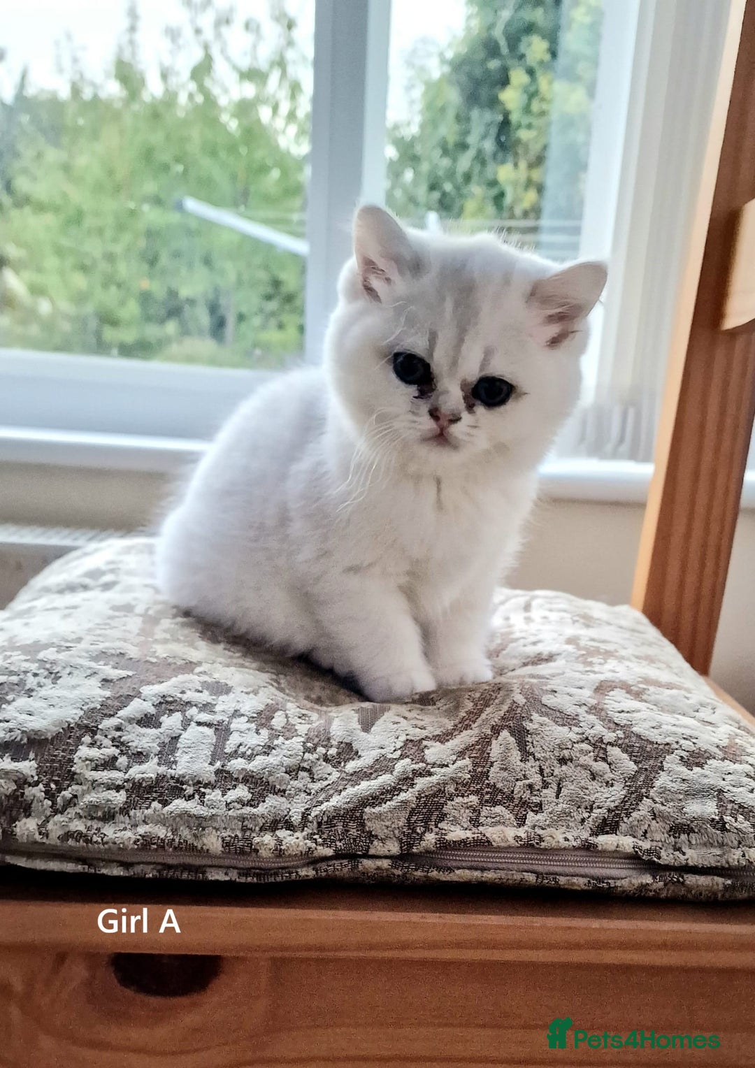 British Shorthair cats for sale: ❤ Pedigree British Short/Long Hair Kittens ❤ - Advert 6
