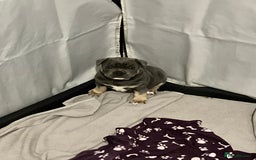 Staffordshire Bull Terrier dogs for sale: 2 blue staffy girls  - Image 4