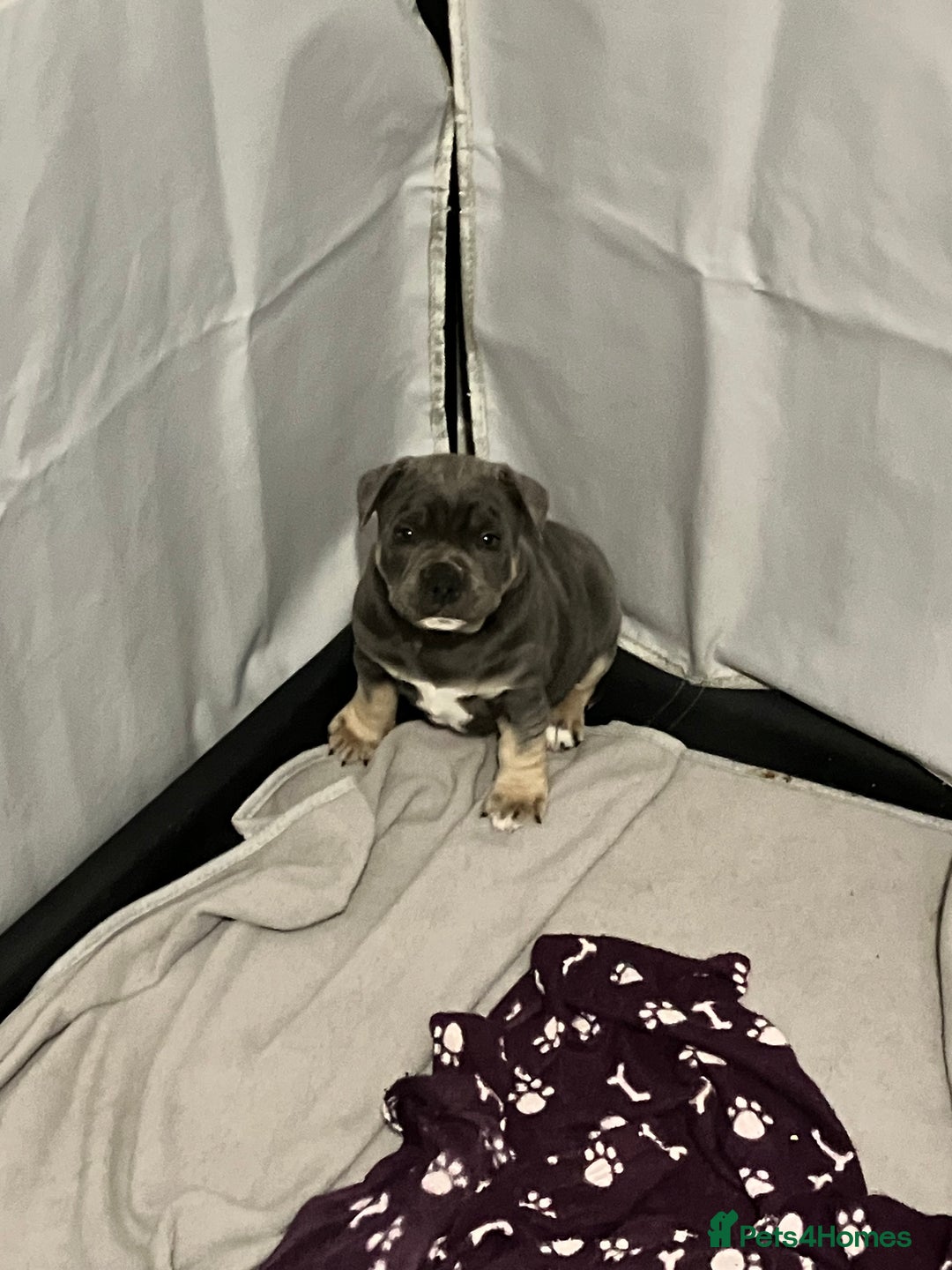 Staffordshire Bull Terrier dogs for sale: 2 blue staffy girls  - Image 4