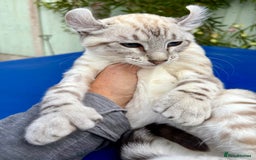 Keetso cats for sale: Breath taking polydactyl curled eared girl  - Image 10