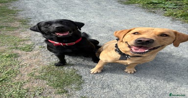 Labrador Retriever dogs - Advert 13