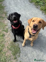 Labrador Retriever dogs - Advert 2