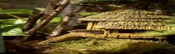Gecko reptiles for sale: Mourning Geckos - Advert 9