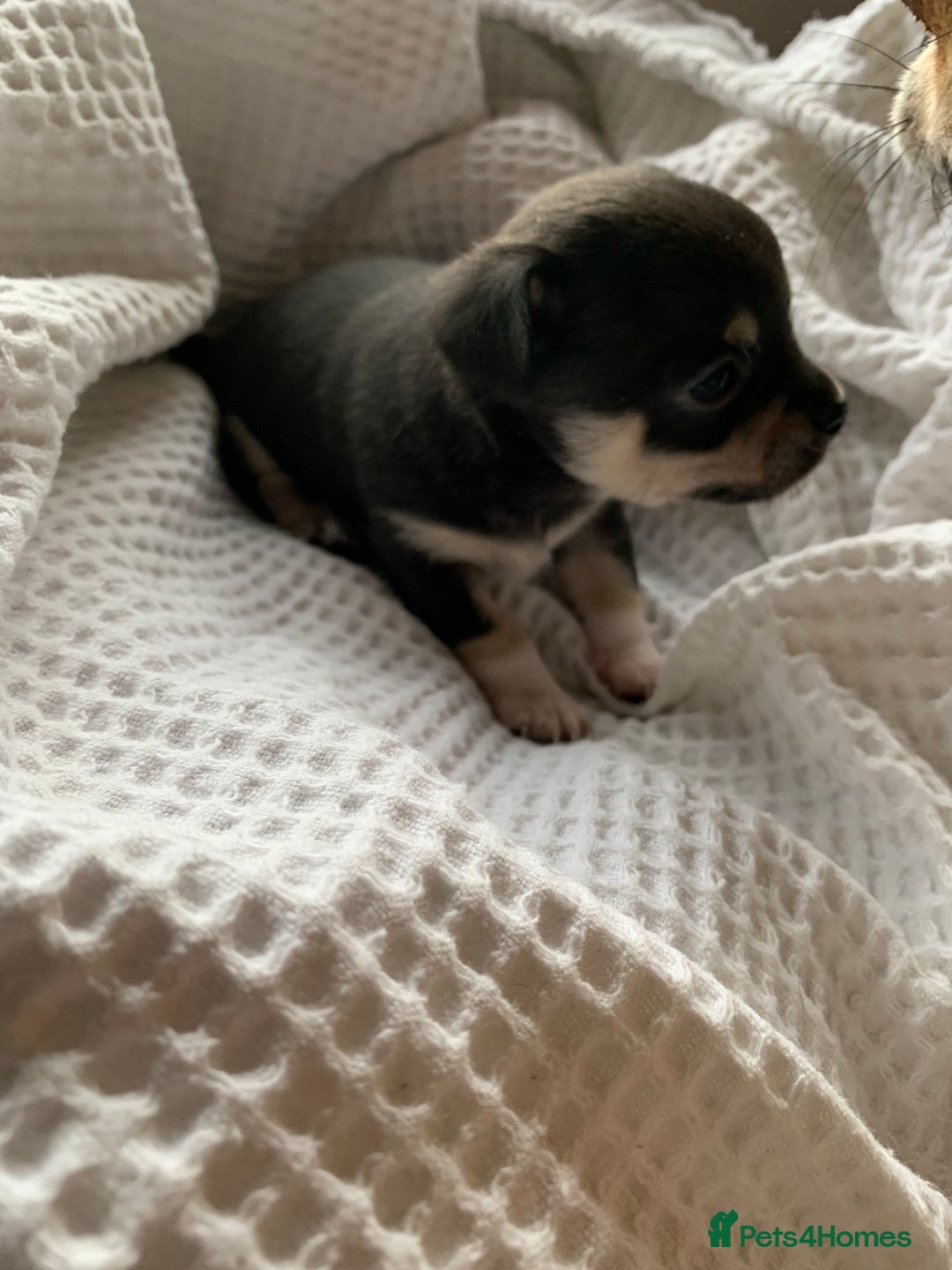 Chihuahua dogs for sale: 💛 Beautiful Chihuahua Pups – Ready 2nd Jan 26 💛 - Advert 3