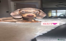Miniature Dachshund dogs for sale: Kc registered  miniature dachshund puppies - Image 10