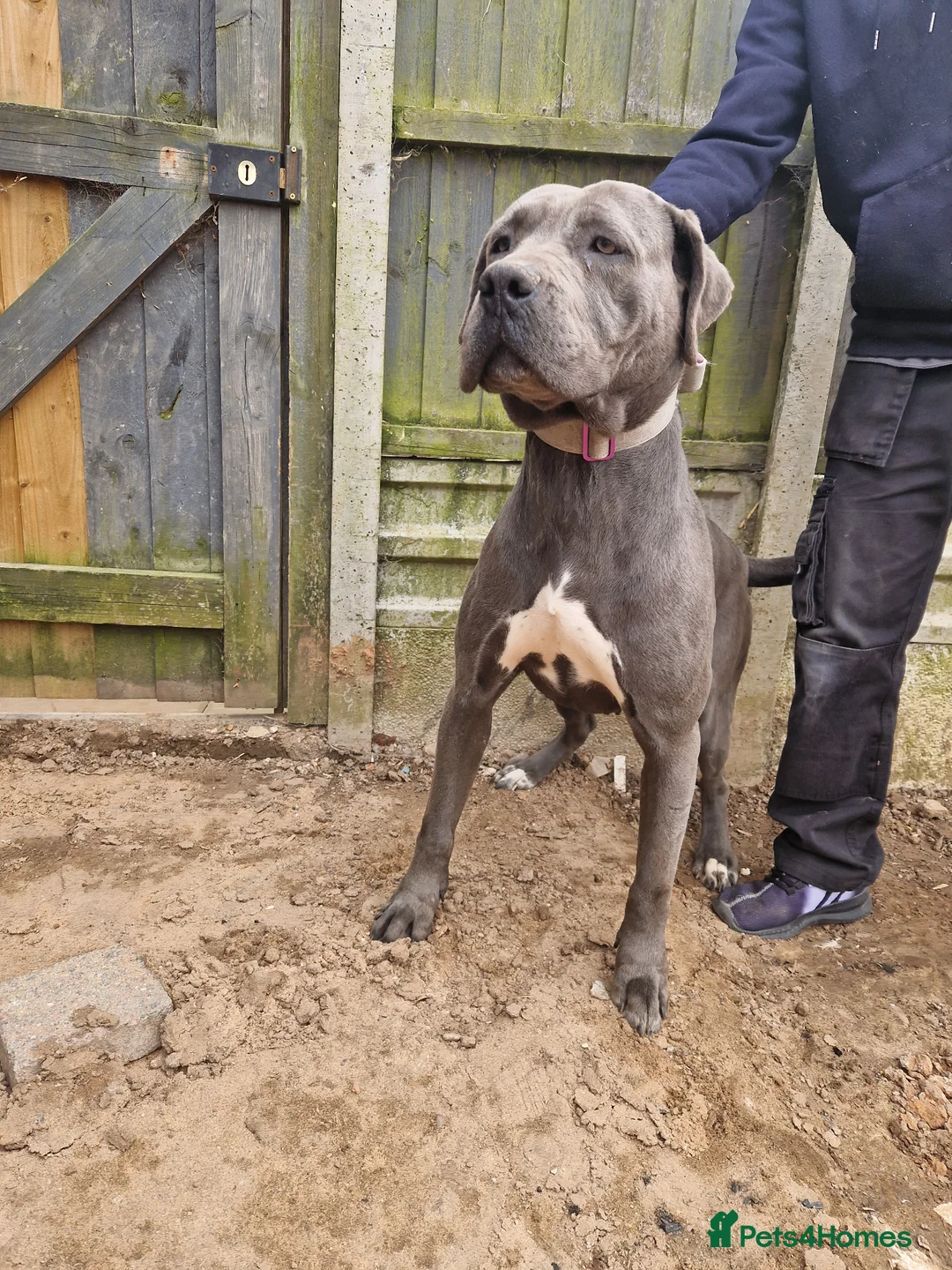 Cane Corso dogs for sale:  cano corsa girl - Advert 1