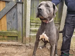 Cane Corso dogs cano corsa girl - Advert 5