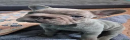 French Bulldog dogs for sale: French bulldogs  - Advert 8