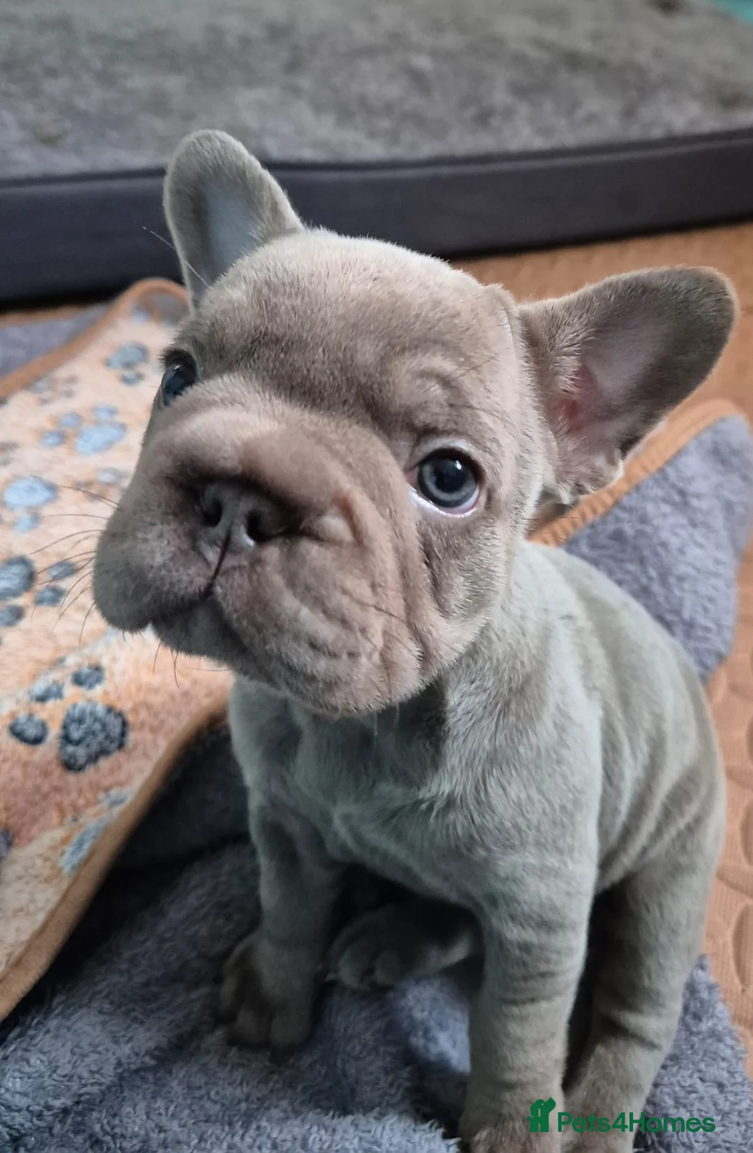French Bulldog dogs for sale: French bulldogs  - Advert 8