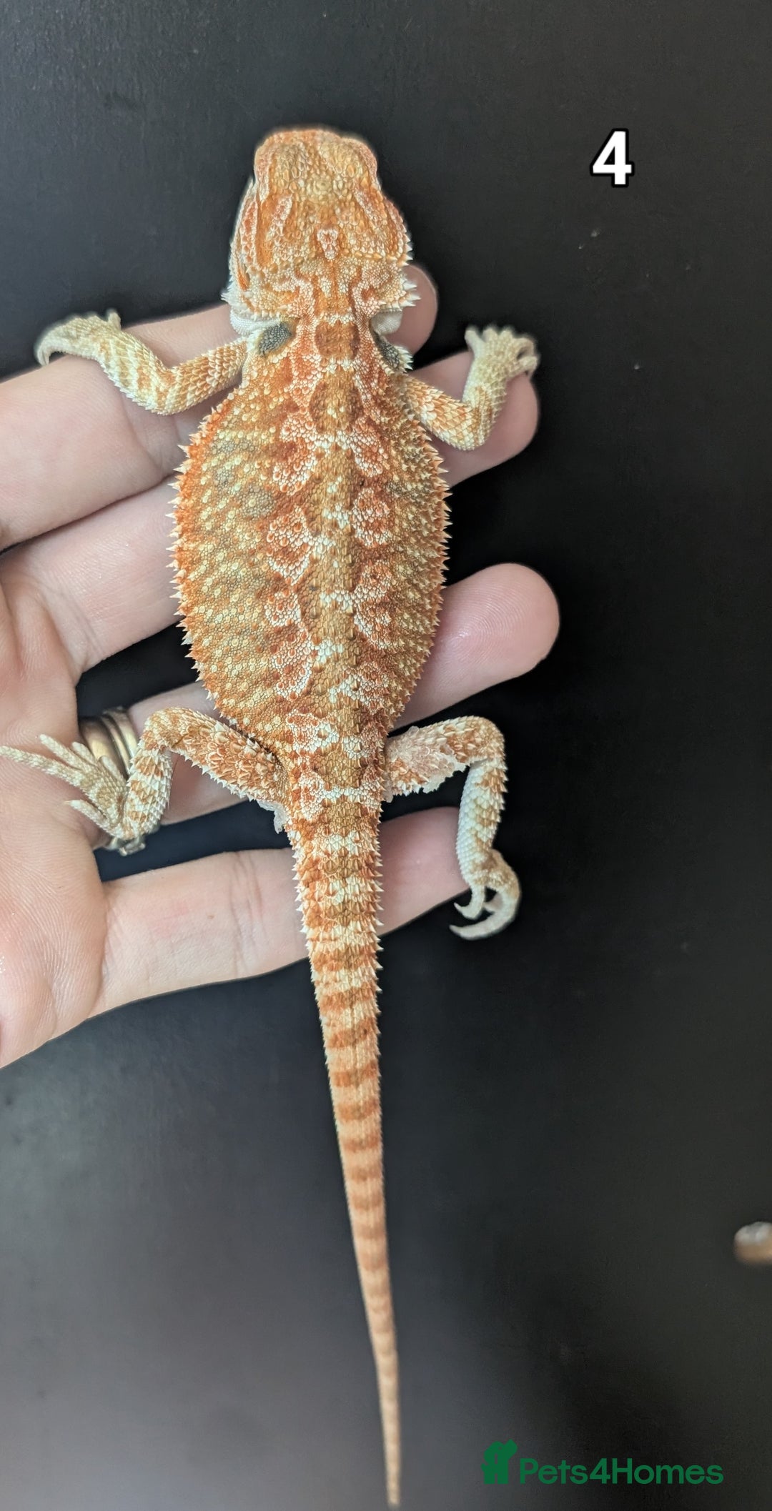 Bearded Dragon reptiles for sale: Female bearded dragons. Last few left - Image 8