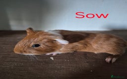 Guinea Pig rodents for sale: Piggies ready to go! - Image 12