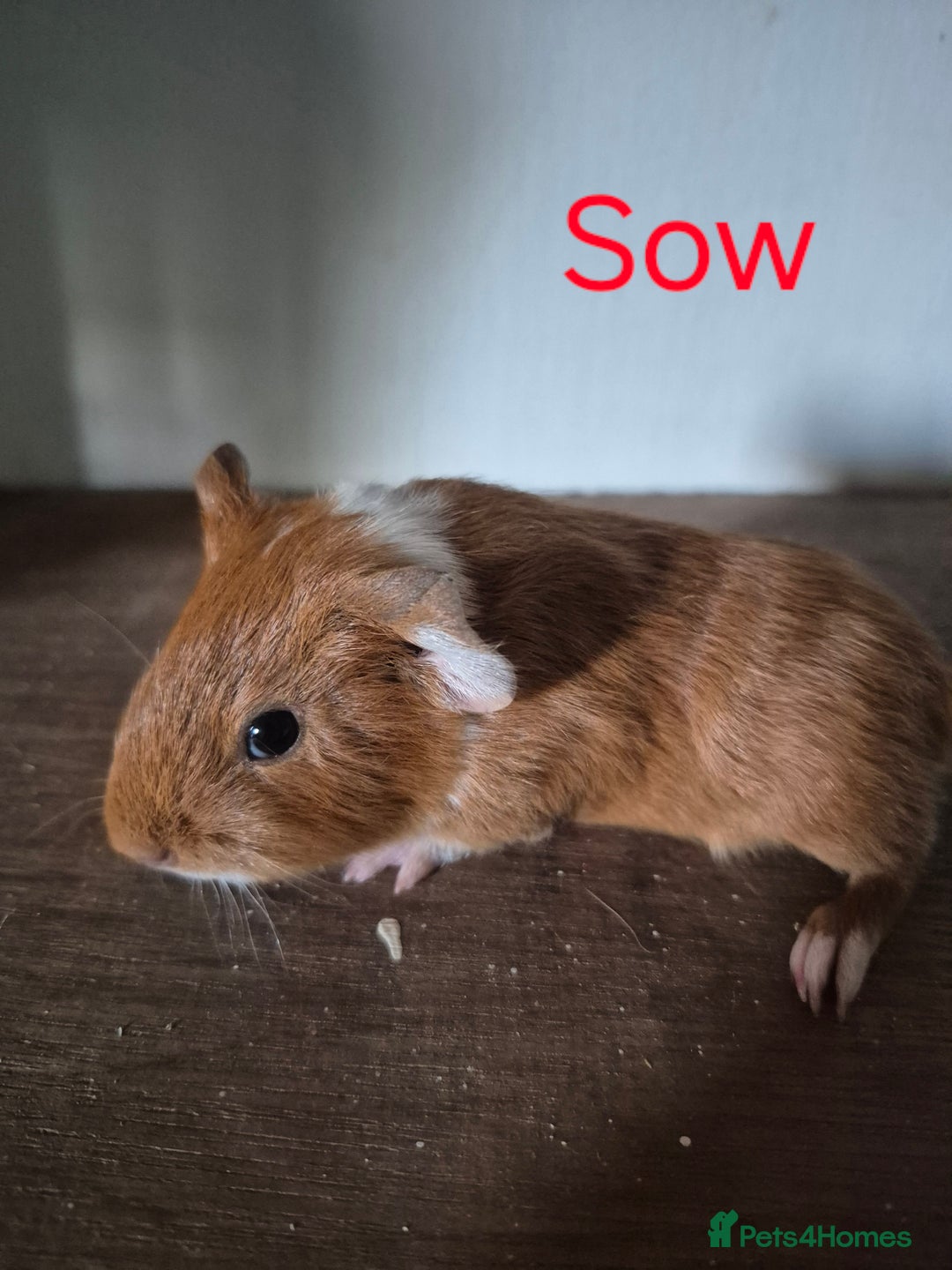 Guinea Pig rodents for sale: Piggies ready to go! - Image 12