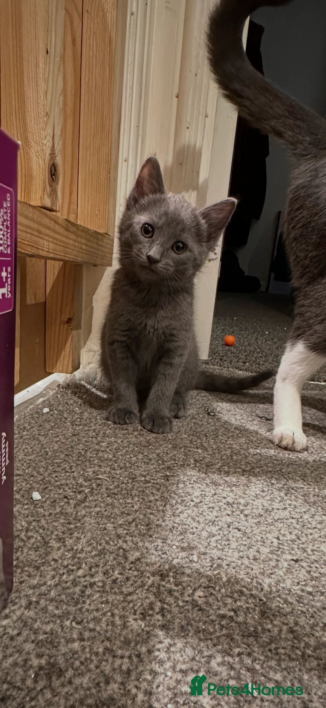 Mixed Breed cats for sale: Toe eaters!  - Advert 5